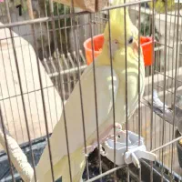 عروس هلندی فوری