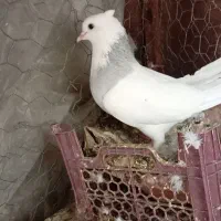 طوقی همه رنگ حراج معاوضه