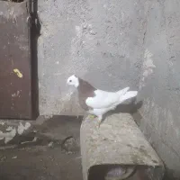 جوجه طوق سرخ نر