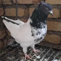 کفترکله‌سیاماده‌جوان