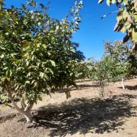 باغ گردو وبادام