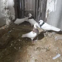 کفتر|پرنده|هشتگرد, هیو|دیوار