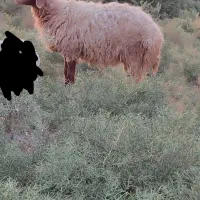 یک عدد گوسفند