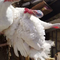 بوقلمون|حیوانات مزرعه|دشتابی, |دیوار