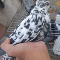 بهترین کبوتر|پرنده|شاهین دژ, |دیوار