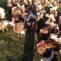 بوقلمون محلی بوربن نر