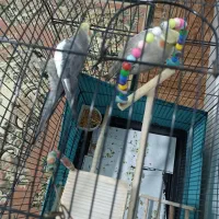 عروس هلندی|پرنده|محمدشهر, محمدشهر|دیوار