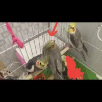 یک طوطی عروس هلندی