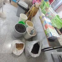 عروس هلندی|پرنده|آستارا, |دیوار