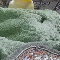 عروس هلندی گمشده|حیوانات|شیروان (خراسان), |دیوار