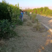 علف زنی و چمن زنی درخت زنی قطع وهرس درخت مزاحم