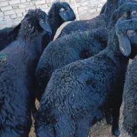 بره ماده قره قزل گوسفند میش قوچ شیشک افشار دوقلو|حیوانات مزرعه|قیدار, |دیوار