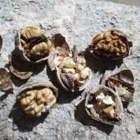 گردکان چرب وخوشمزه