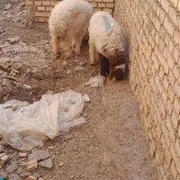 2عددبره ماده ونر