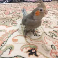 طوطی|پرنده|شوشتر, |دیوار