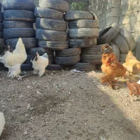 مرغ و خروس برهما وارداتی غول پیکر