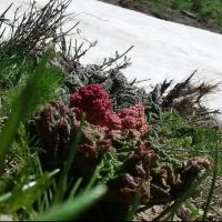 علف کوهستان