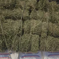 یونجه خشک انباری