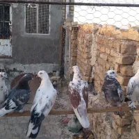 پرنده گرفتنی