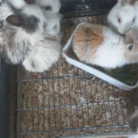 باسلام خرگوش لوپ بچه بامزه خوشگل