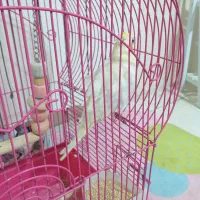 عروس هلندی|پرنده|رودهن, |دیوار