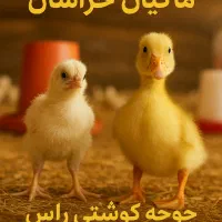 جوجه گوشتی اردک پکنی