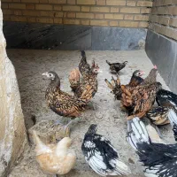 نیمچه سبرایت گلو و سیلور و بوف