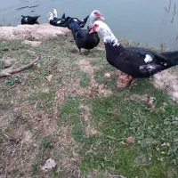 اردک اسراعیلی نر سنگین