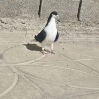 پرنده