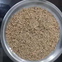 تخم جو هاشمی درجه یک