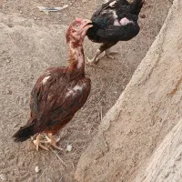 تخم نطفه دار نژاد لاری و گلین|حیوانات مزرعه|بم, |دیوار