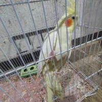 عروس هلندی|پرنده|چغادک, |دیوار