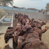 20 حاشی فروشی|حیوانات مزرعه|طبس, |دیوار