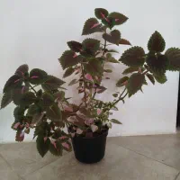 گل طبیعی|گل و گیاه طبیعی|بجنورد, |دیوار