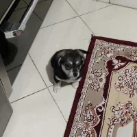 واگذاری سگ رایگان|سگ|ری, اقدسیه|دیوار