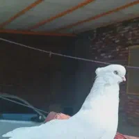 کبوتر سفید