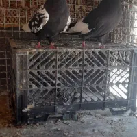 جفت سینه ای با ی جوجه