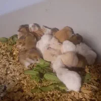 همستر کده|موش و خرگوش|اصفهان, ناصرخسرو|دیوار