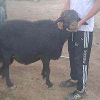 قوچ قره قزل لخت|حیوانات مزرعه|قره چای, |دیوار