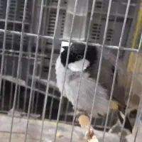 گوره پلاکی نرماده|پرنده|دزفول, |دیوار