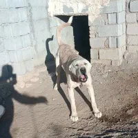 واگذاری سگ نگهبان|سگ|سراب, |دیوار