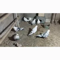 دم سیاه|پرنده|میانه, |دیوار