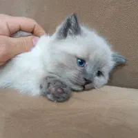 بچه گربه اسکاتیش اصل|گربه|میانه, |دیوار