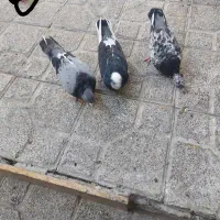 چند تا کفتر|پرنده|قرچک, مهدیه|دیوار