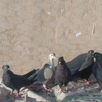 کبوتر زاغ چشم نوک سفید|پرنده|قروه, |دیوار