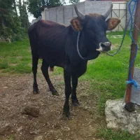 ورزا. گوساله نر