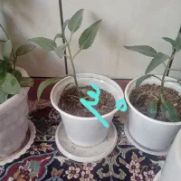 گل طبیعی فروشی|گل و گیاه طبیعی|قائن, |دیوار