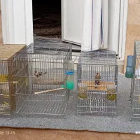 3 عدد سهره|پرنده|شیراز, کوشک میدان|دیوار