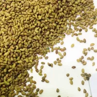 فروش بذر یونجه رنجر آمریکایی