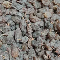 کشمش آفتابی تازه|خوردنی و آشامیدنی|ملایر, |دیوار